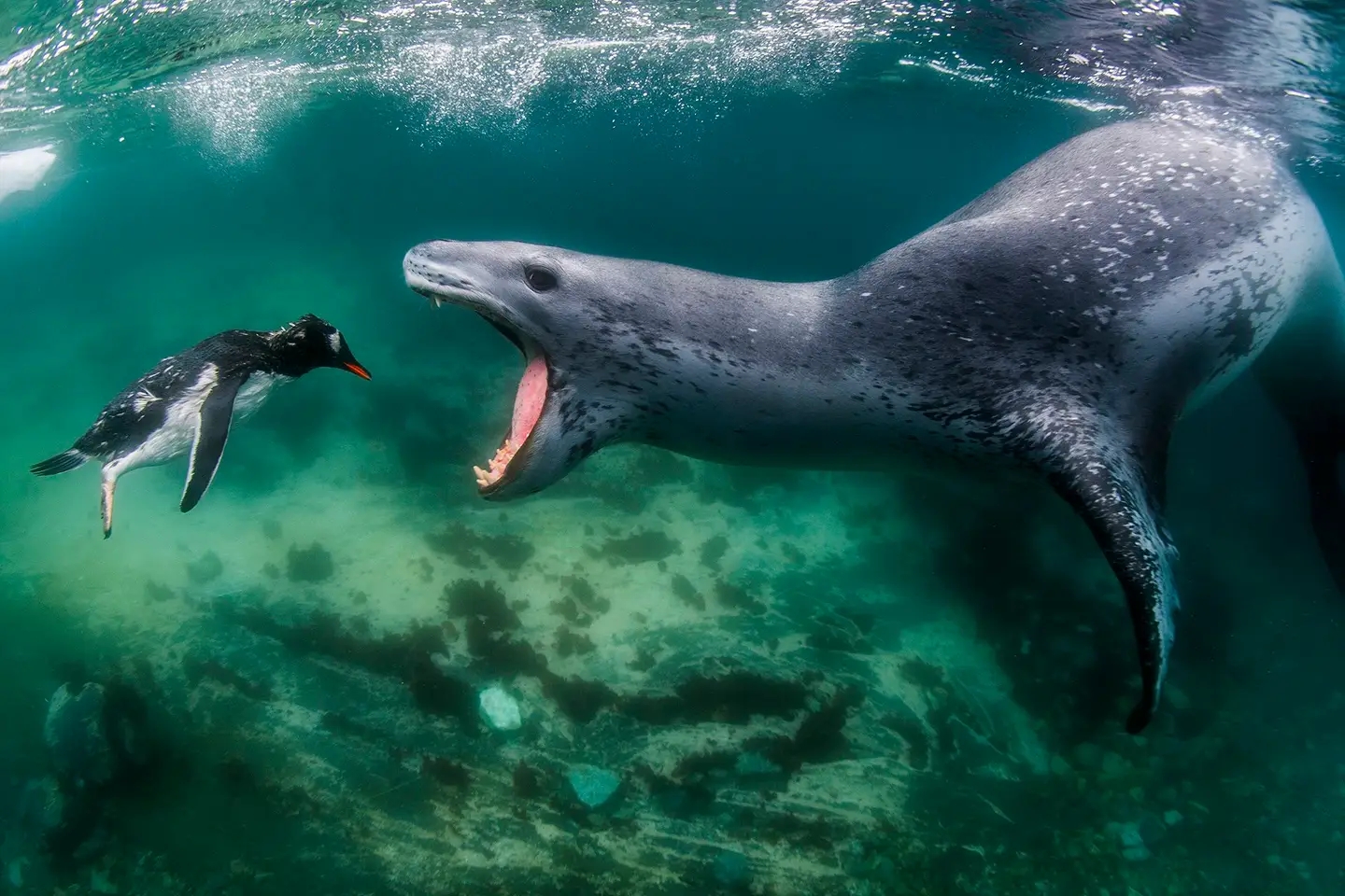 Dramatic Image of Leopard Seal Consuming Penguin Secures Victory at the 2021 World Nature Photography Awards