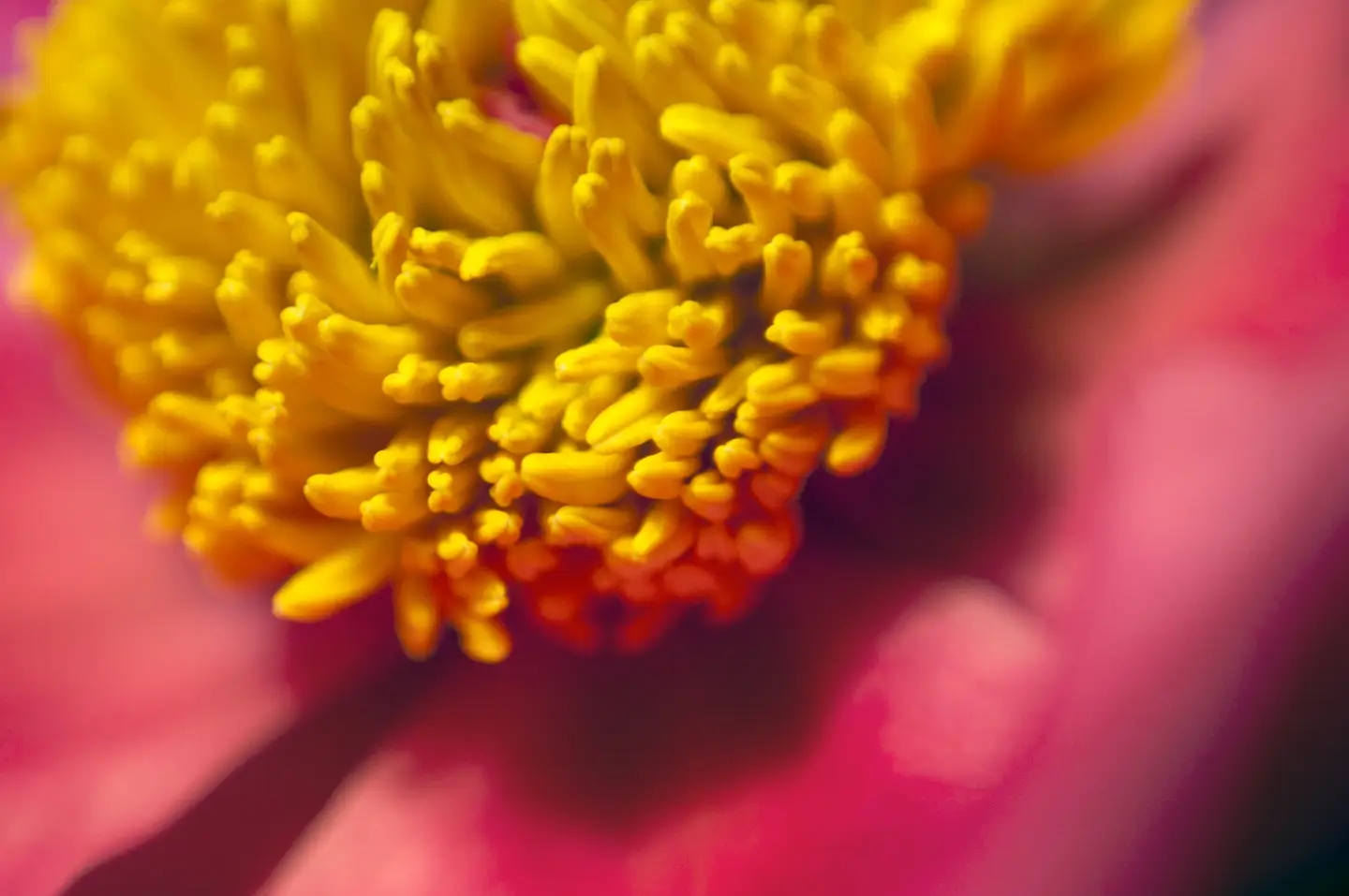 Focus on the Small: Share Your Best Macro Photography